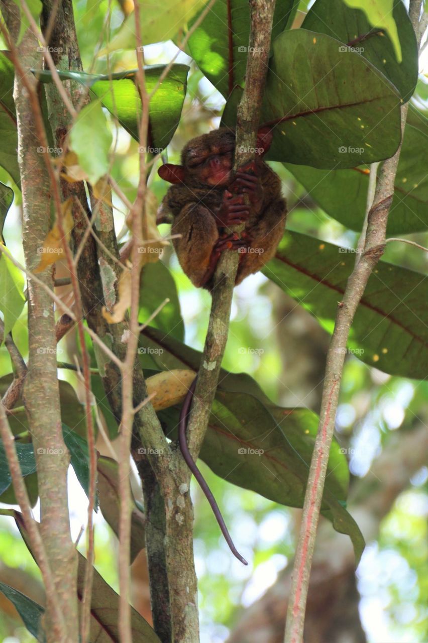 Tarsier