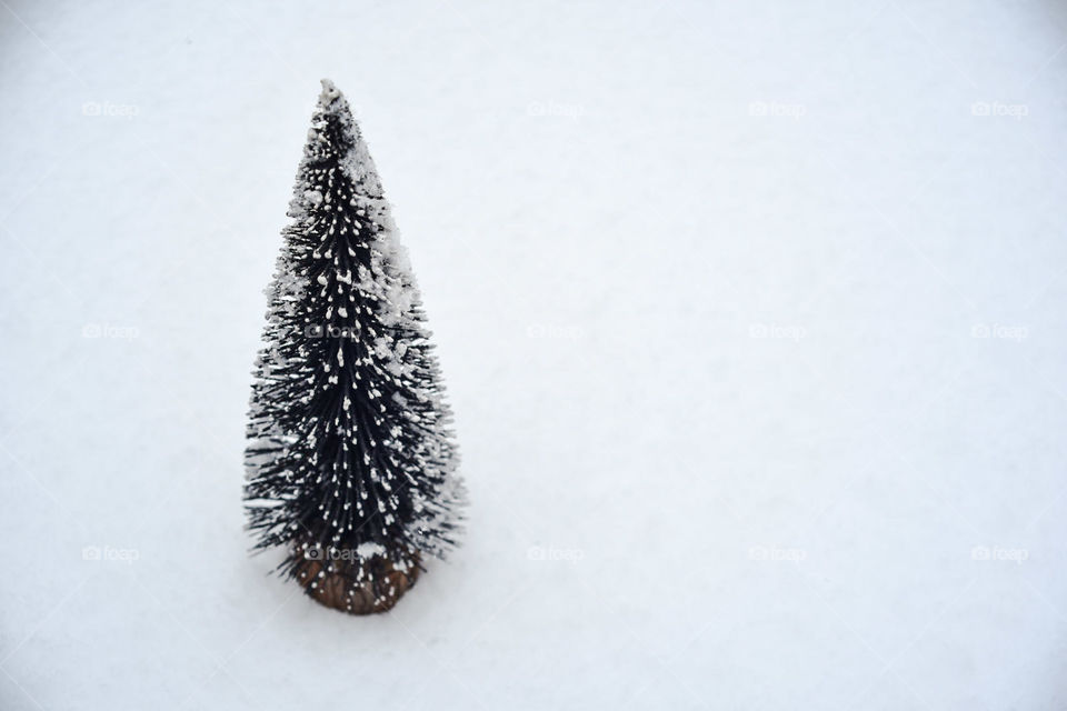 Fir on the snow