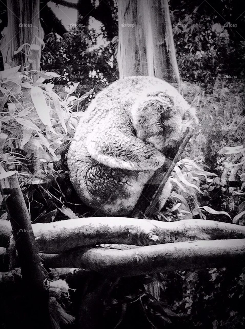 Sleeping Koala