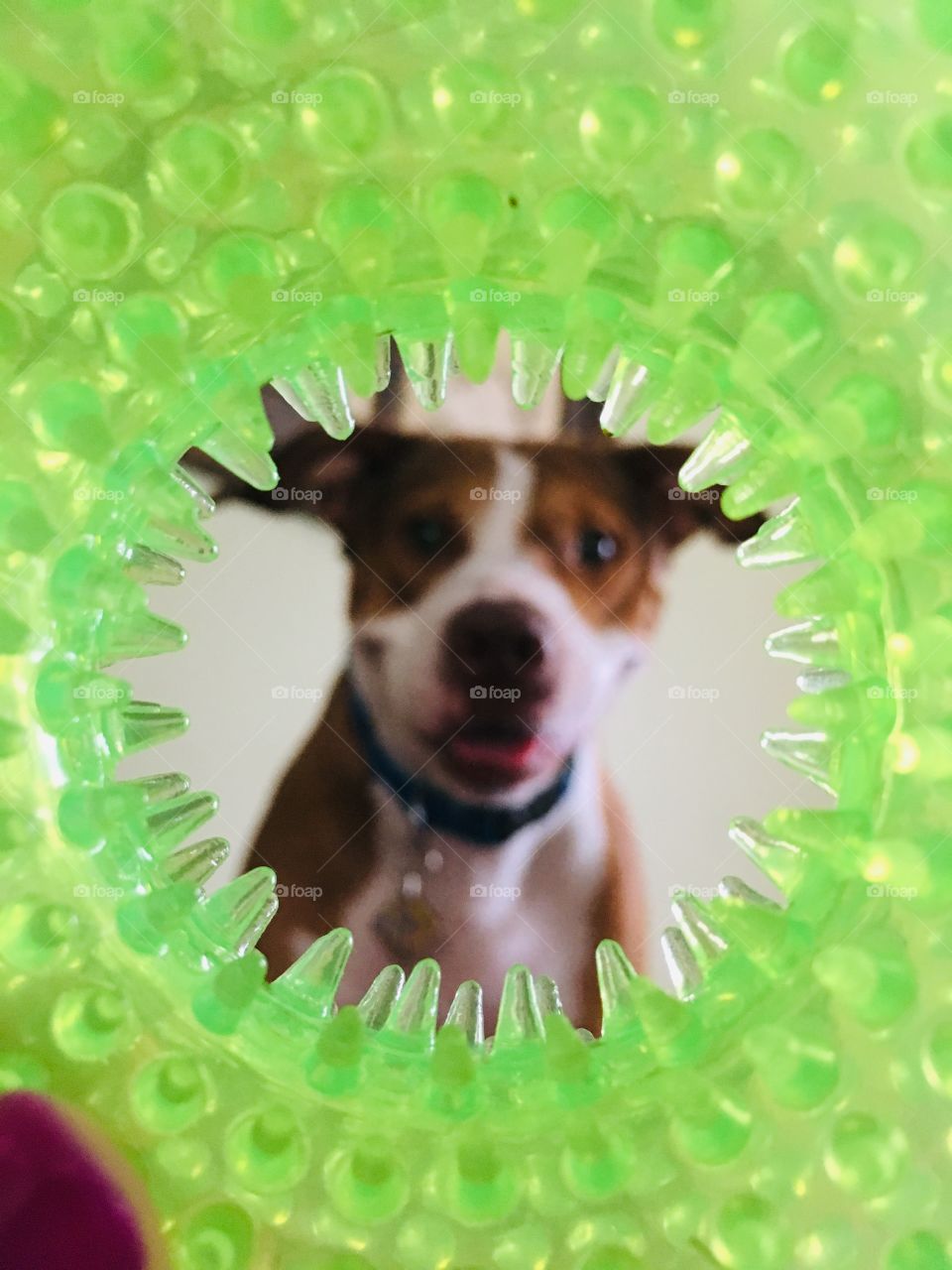 Beautiful pitbull dog through a toy hole unfocused 