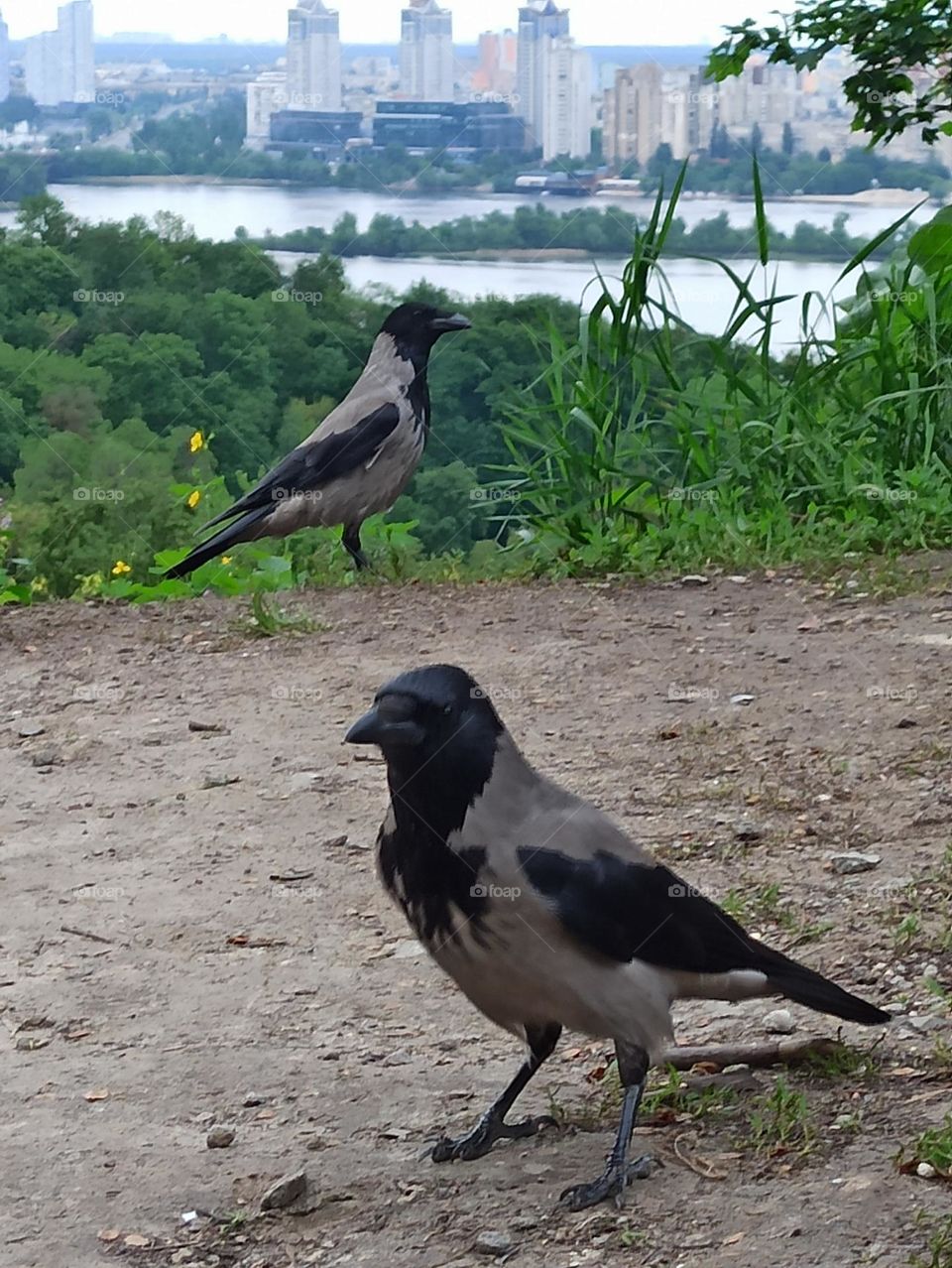 from the ground up. Crow and view of the city Kiev