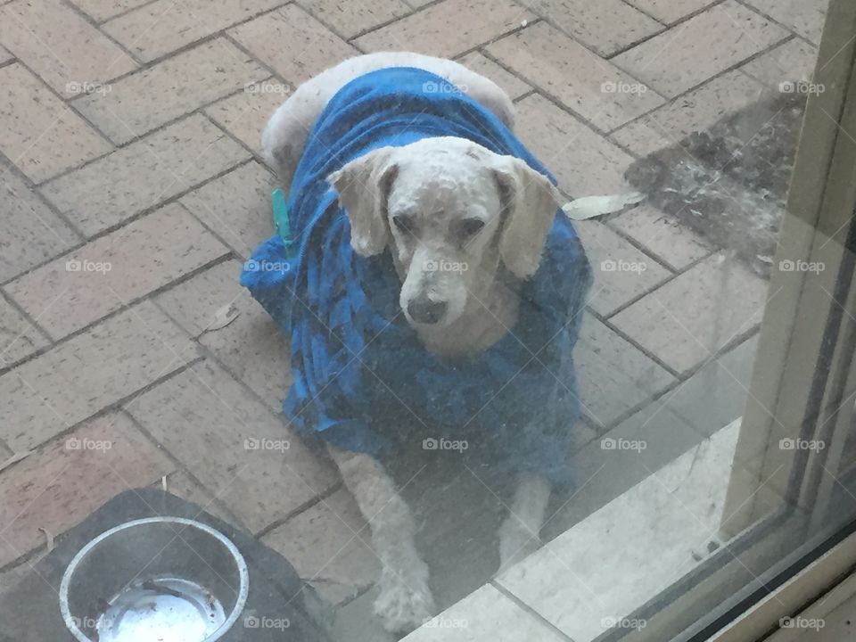 Dog in jacket