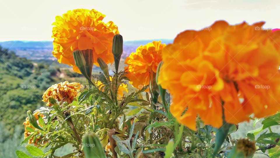 orange flowers