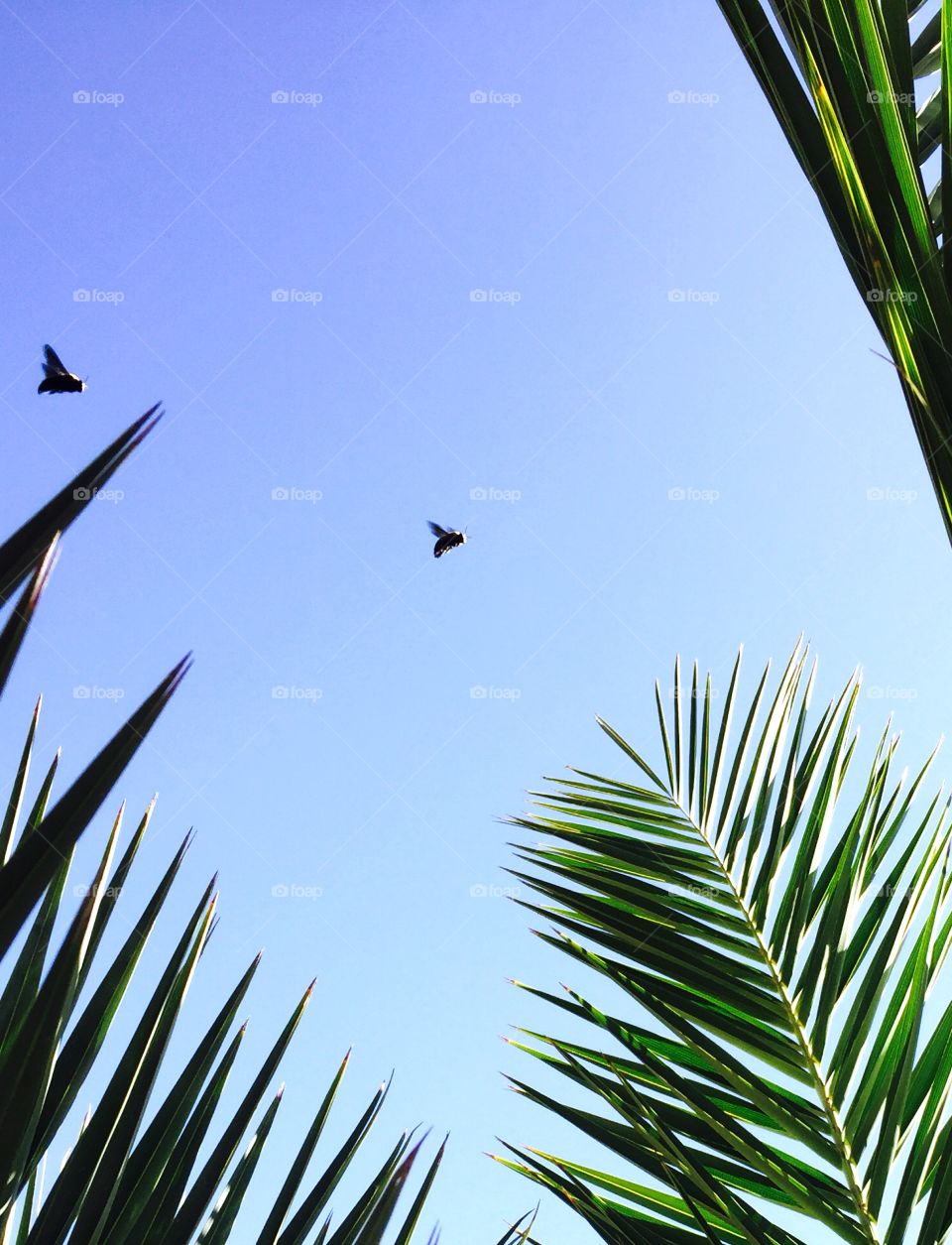 Tow insect in the sky