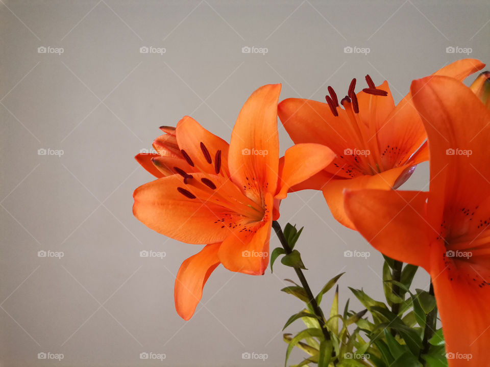 Beautiful Large Orange Lilies on a Light Background

Floral Wallpaper or Background