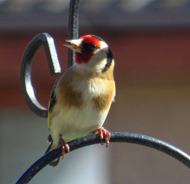 Goldfinch 