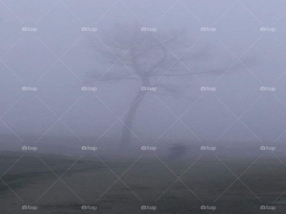 the tree is lost in the the fog this morning.