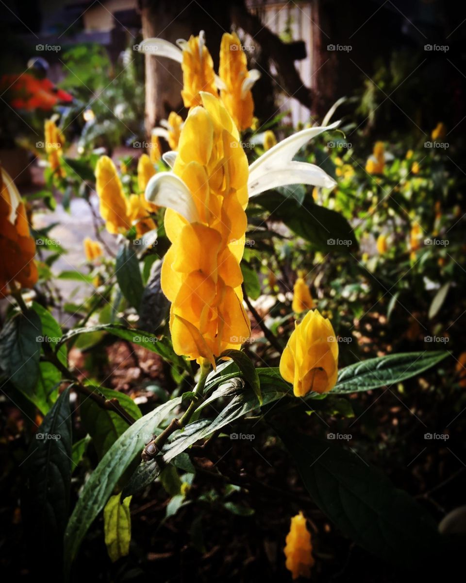 🌹 🇺🇸 Very beautiful flowers to brighten our day.  Live nature and its beauty. Did you like the delicate petals? / 🇧🇷 Flores muito bonitas para alegrar nosso dia. Viva a natureza e sua beleza. Gostaram das pétalas delicadas? 