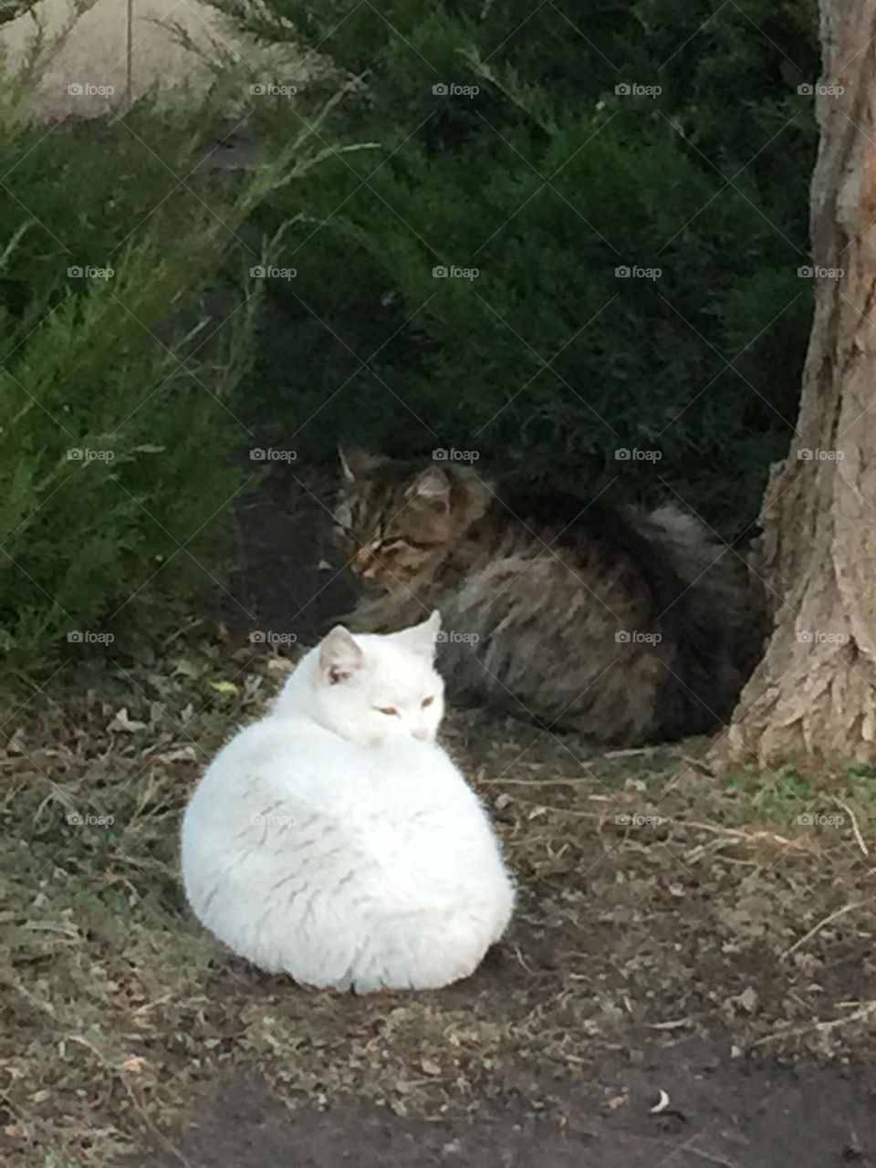 #cats #sitting
# gray # white # bush #