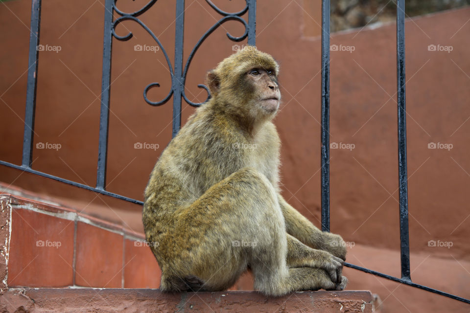 Sitting monkey looking away