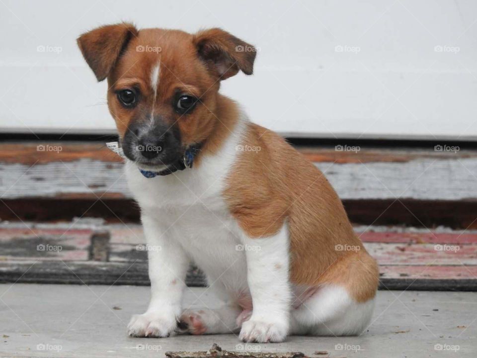 My rat terrier puppy holding down the porch.