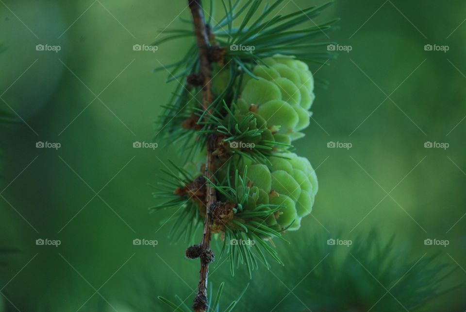 Evergreens 