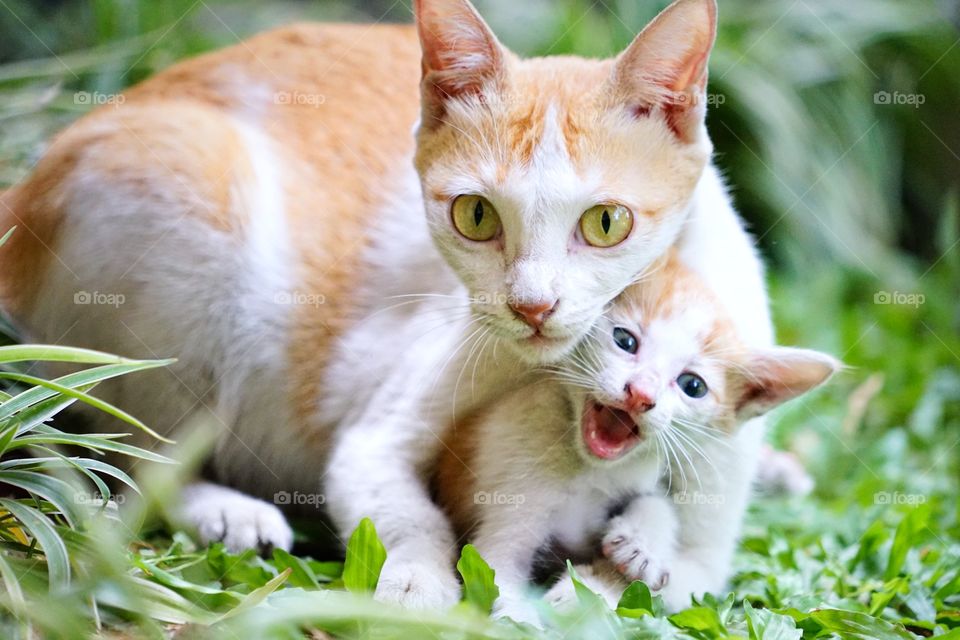 mom cat hugging her kid