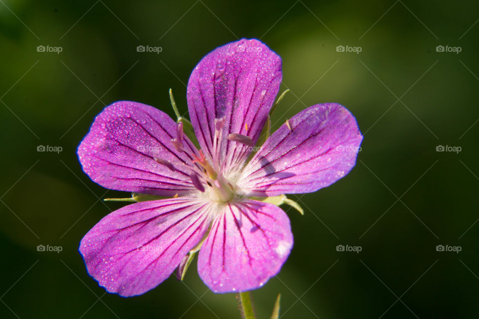 Purple flower in the forest under the shade of the trees