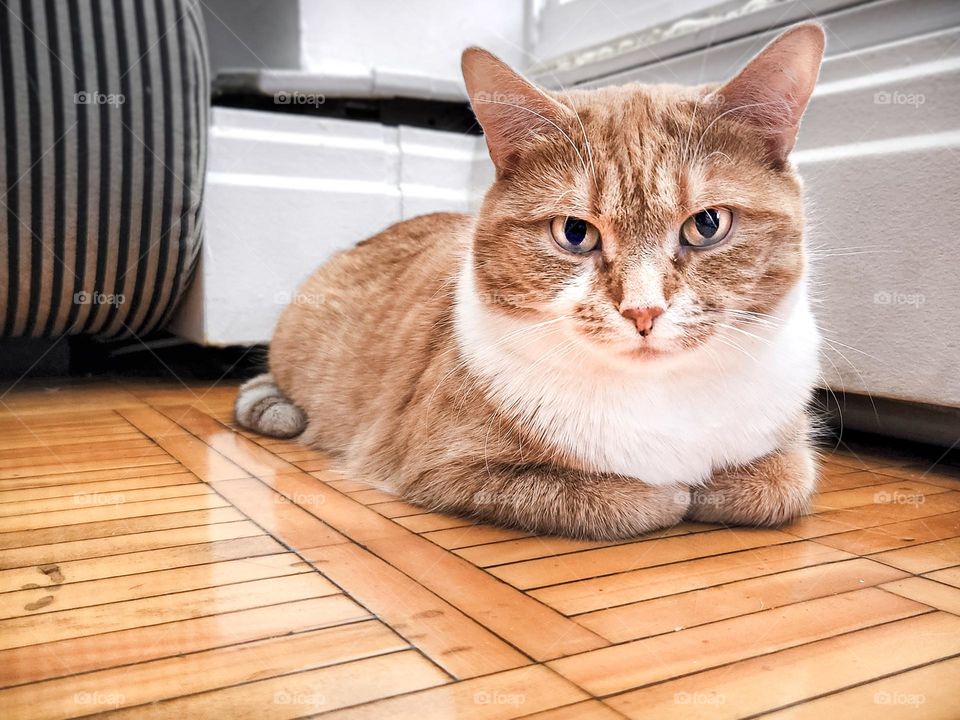 bright, clean. Rule of thirds applied. striking cat eyes. looks slightly angry- I look at it and I see a cat food add with like a thought bubble with something along the lines of "Are you gonna feed me yet?"