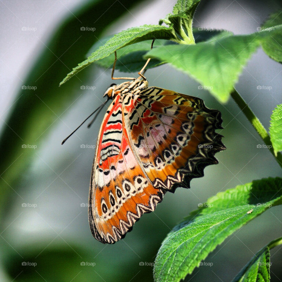 orange butterfly wisley by Red_Said