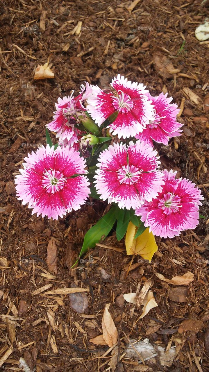 flower power spring time