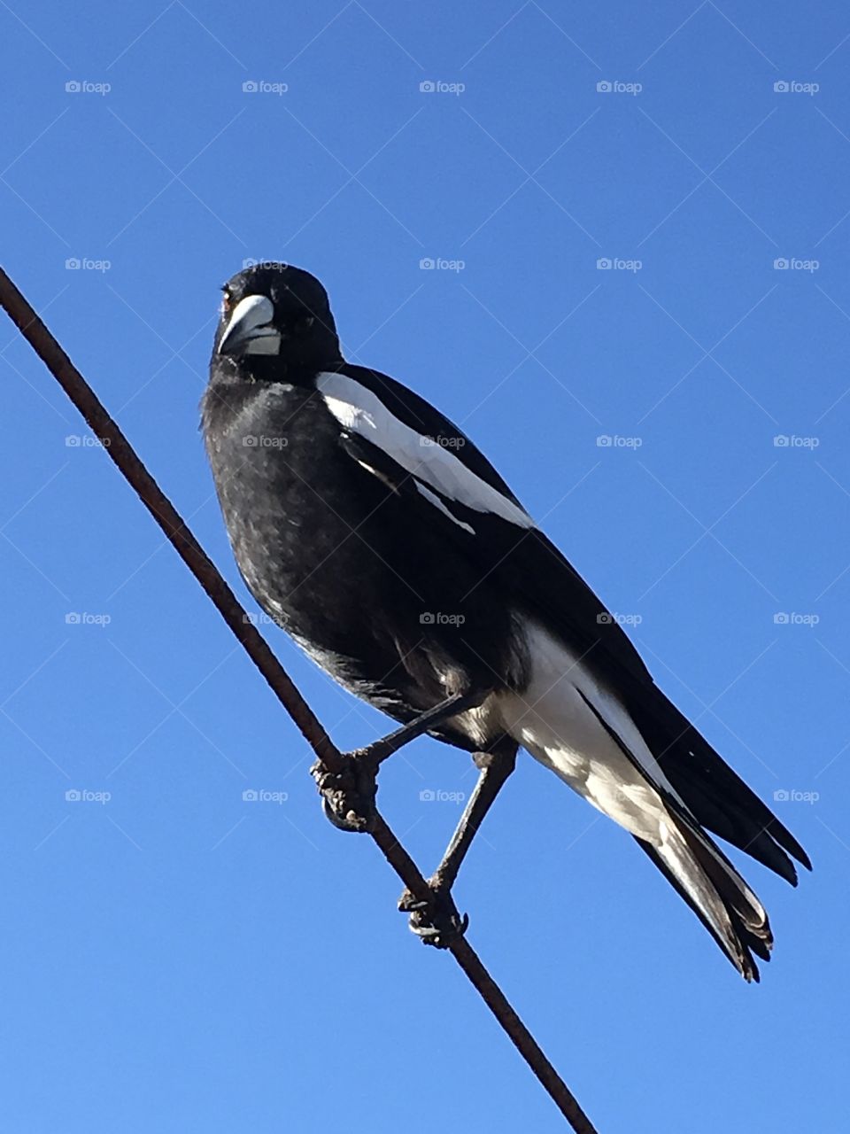 Closeup, Australian magpie on a wire against a vivid blue sky, excellent contrast, detail, side view plumage and profile full body shot