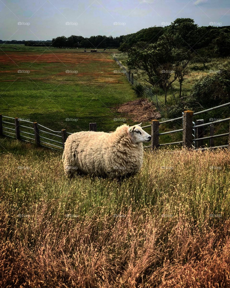 Beautiful Sheep