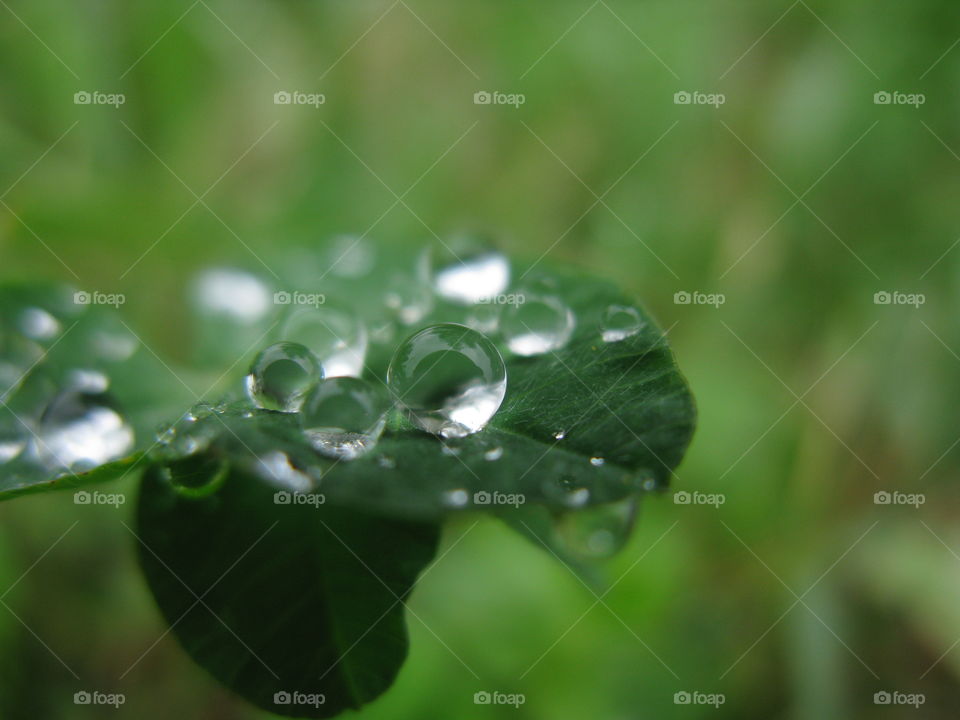 Drops. Rain drops form perfect spheres on a leaf.