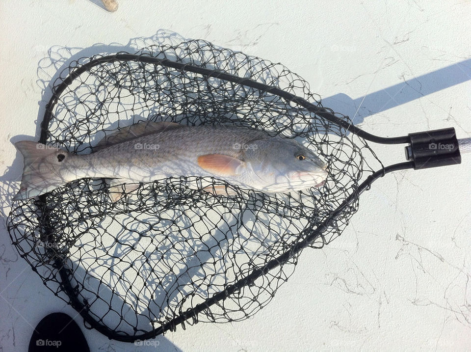 fishing net redfish by tplips01