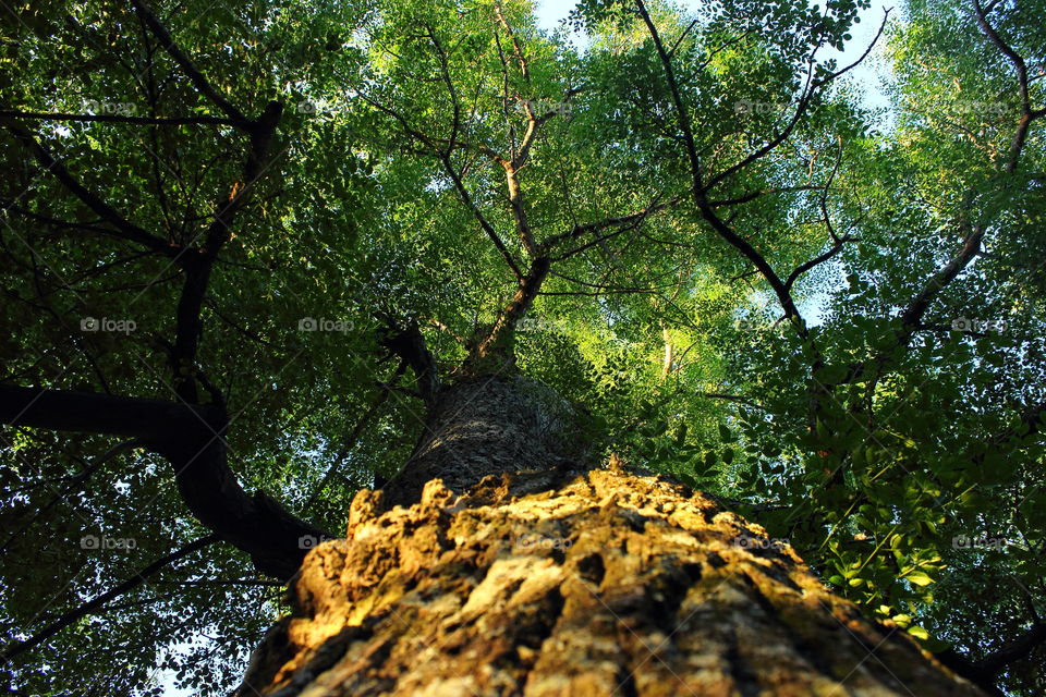 tree from floor. watching from the floor