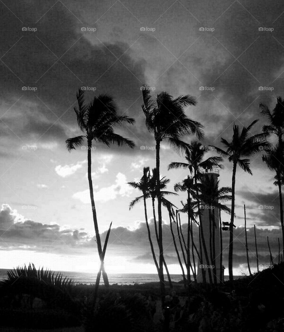 sunrise sunset black and white monochrome palm tree sky