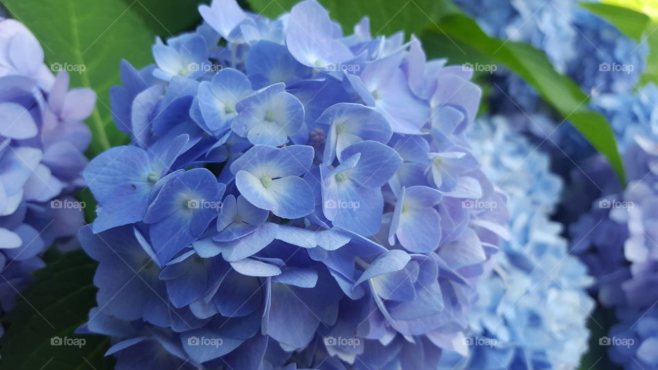 blue hydrangea