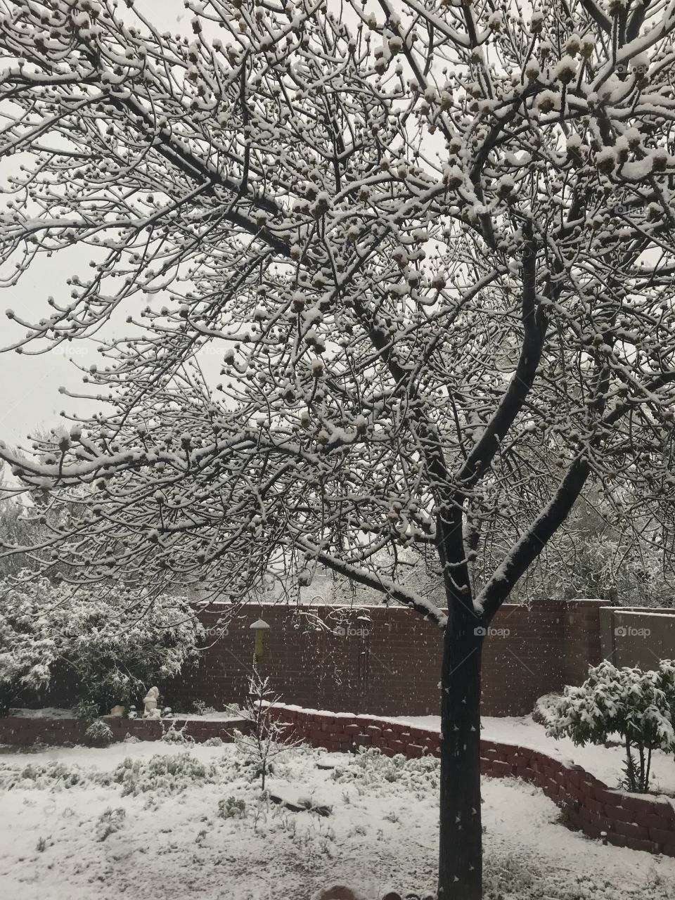 Tucson Arizona 2019 snow day