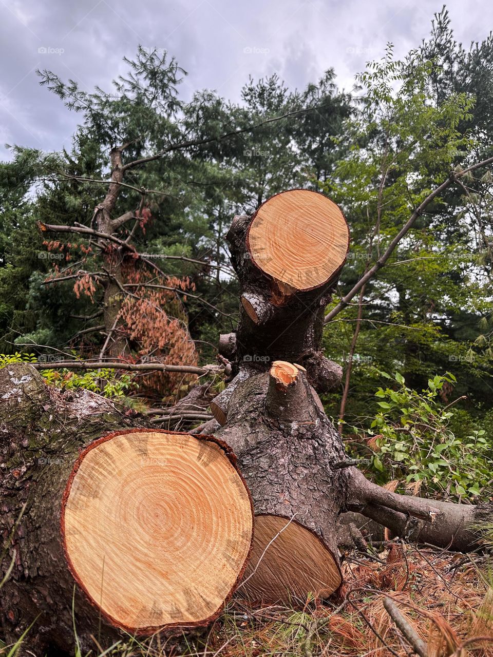 Remnant of freshly cut down trees with large branches in Bethlehem Pennsylvania. 