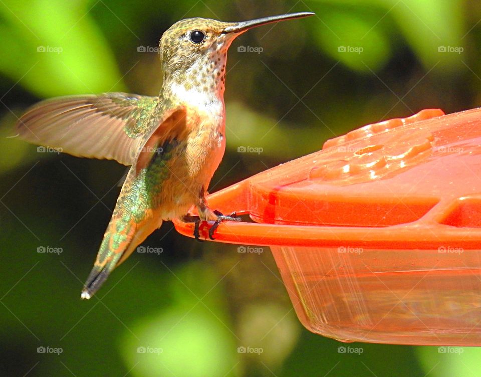 Close-up of hummingbird perching on bird feeder