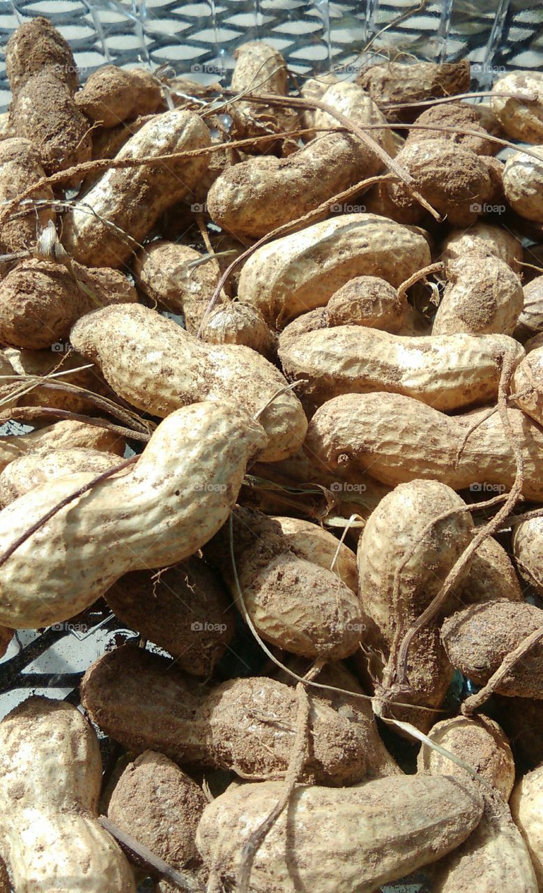 Raw Peanuts