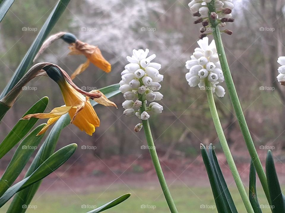 working with plants on the balcony - Earth Day