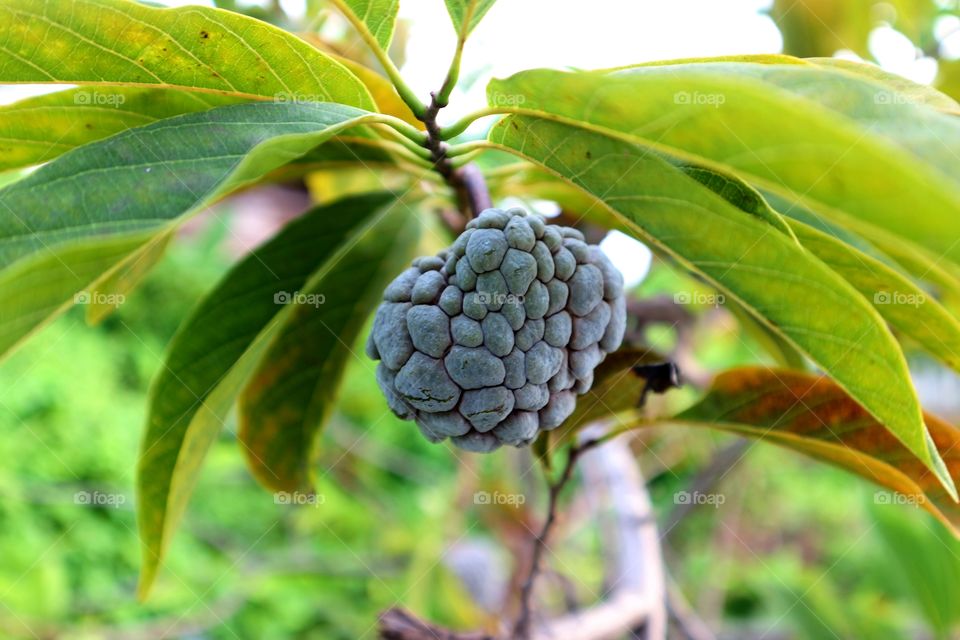 sugar apple fruit (custard apple) hanging on the tree