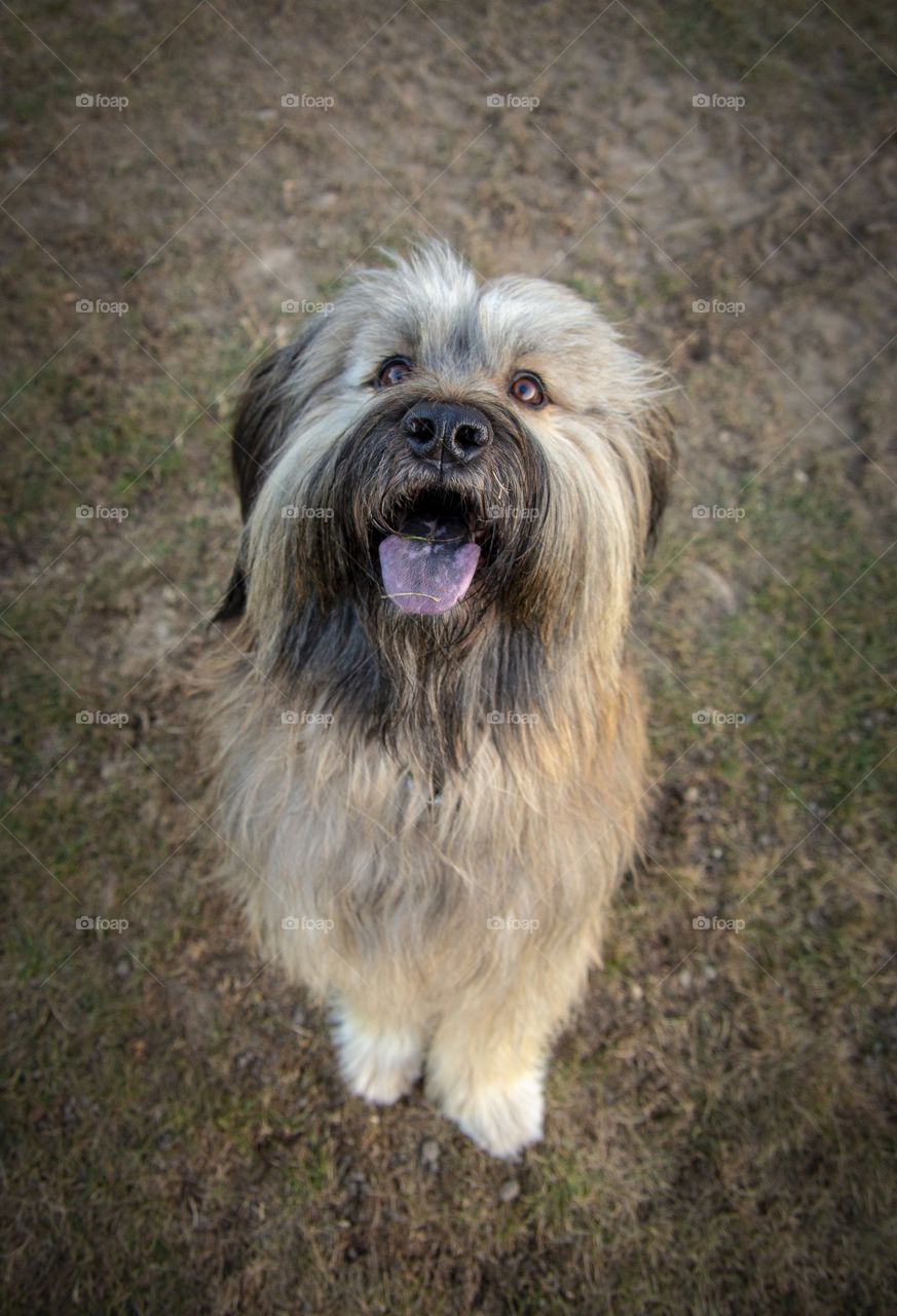 Catalan Shepherd Dog