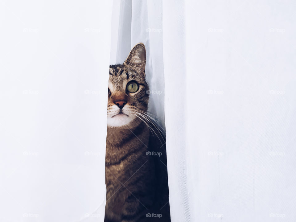 Tabby cat between sheer white curtains looking