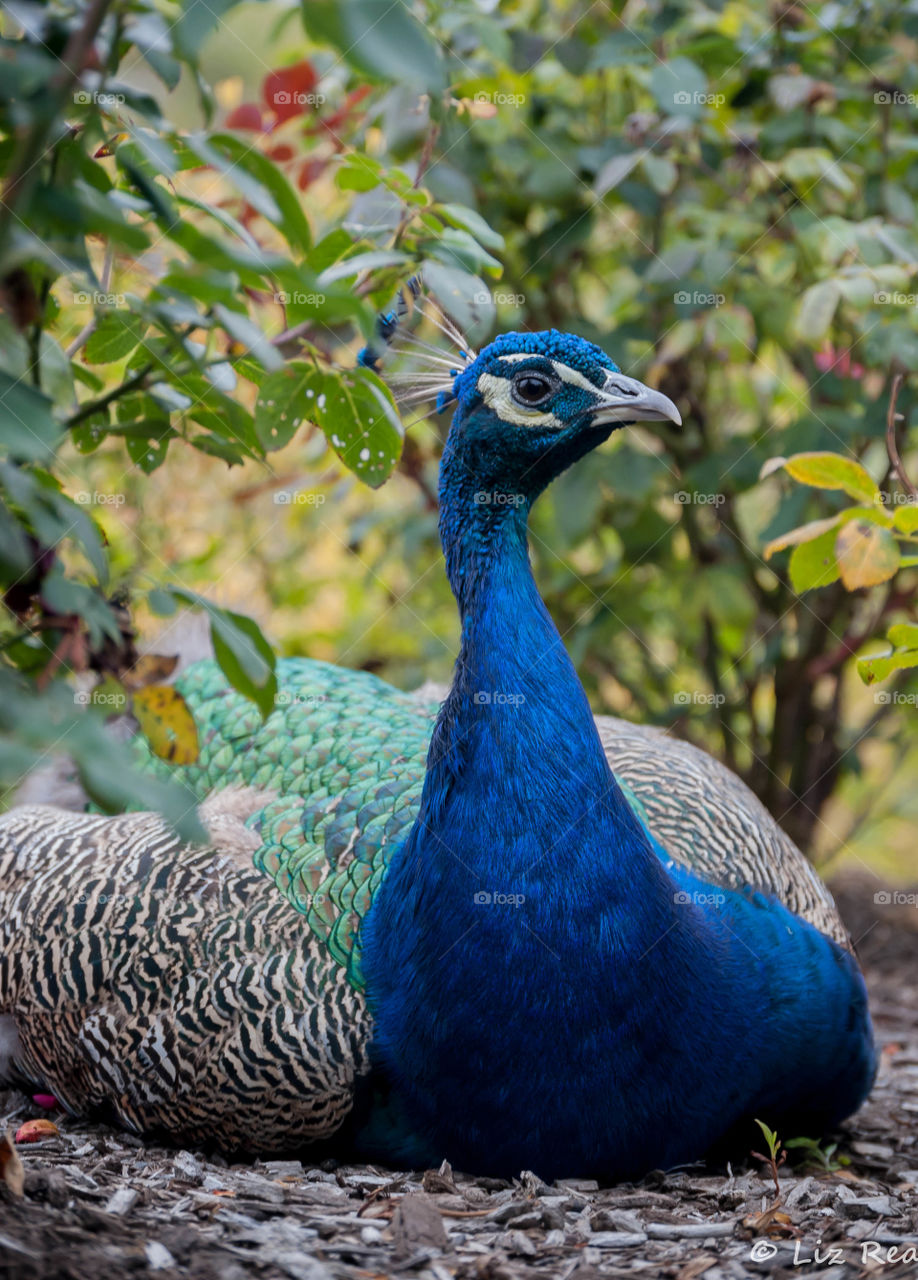 Peacock 