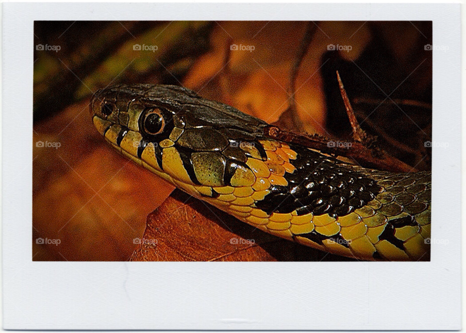 forrest adder. snake by rupertghayward