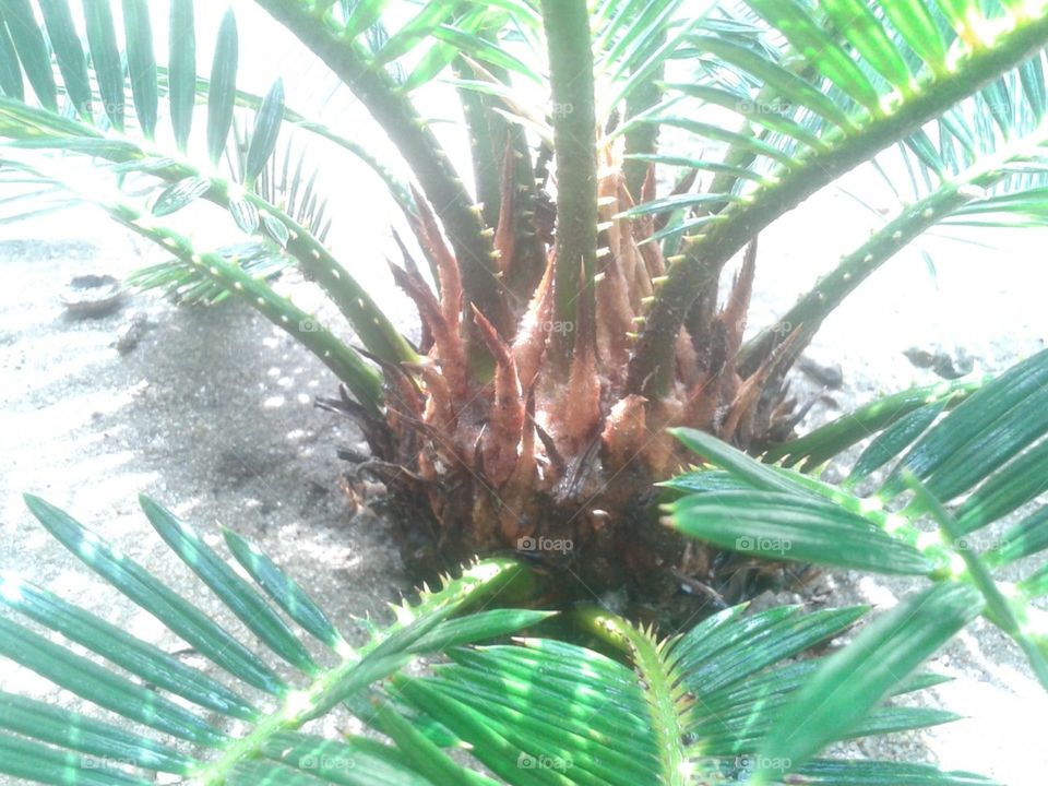 coconut tree