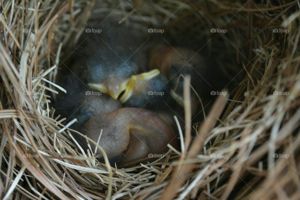 baby bluebirds... just hatched