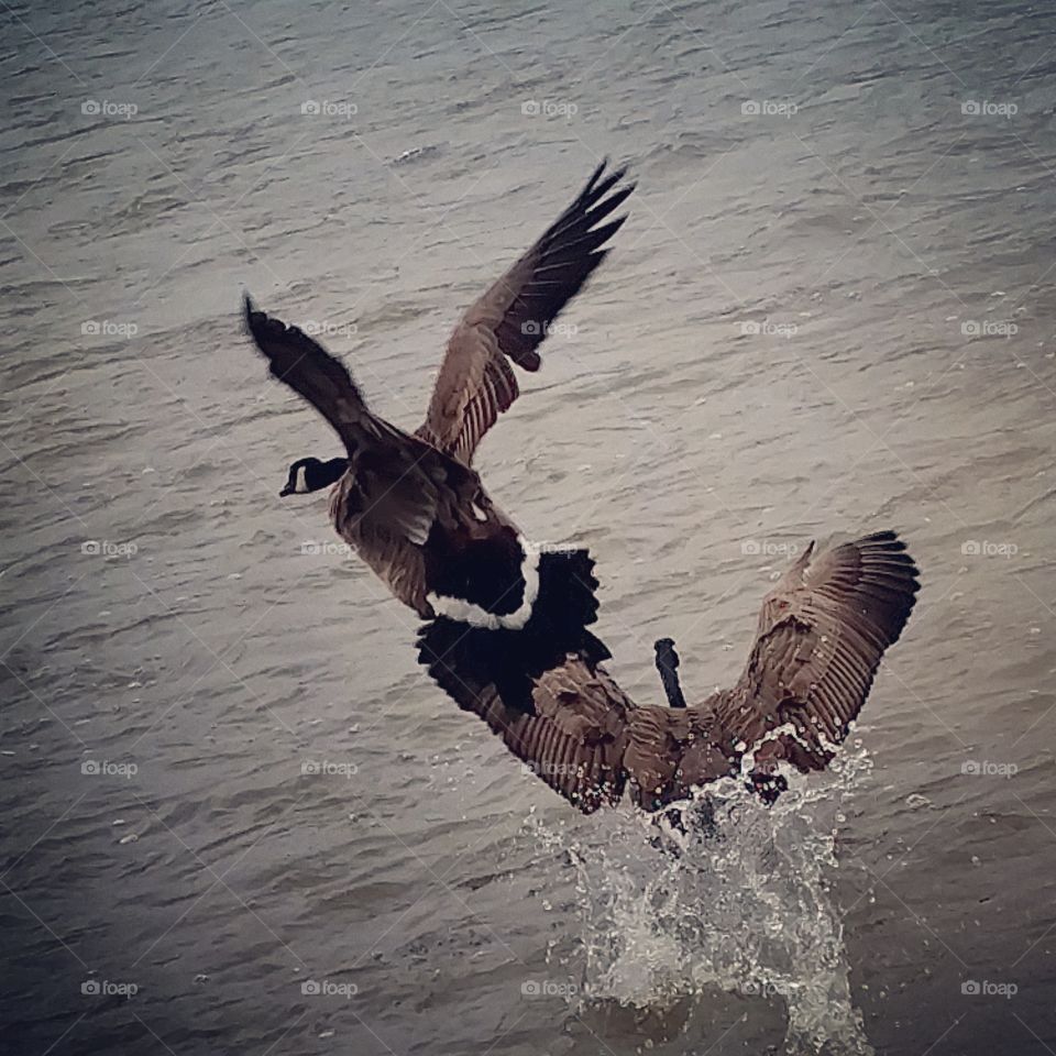 From flight to water