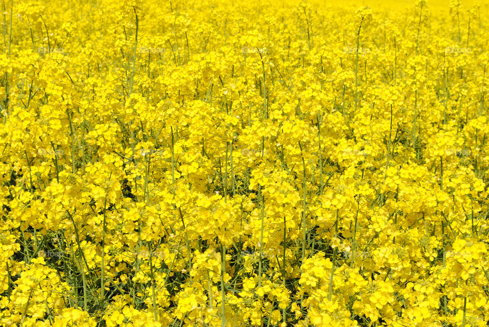 Close up of rapeseed field.