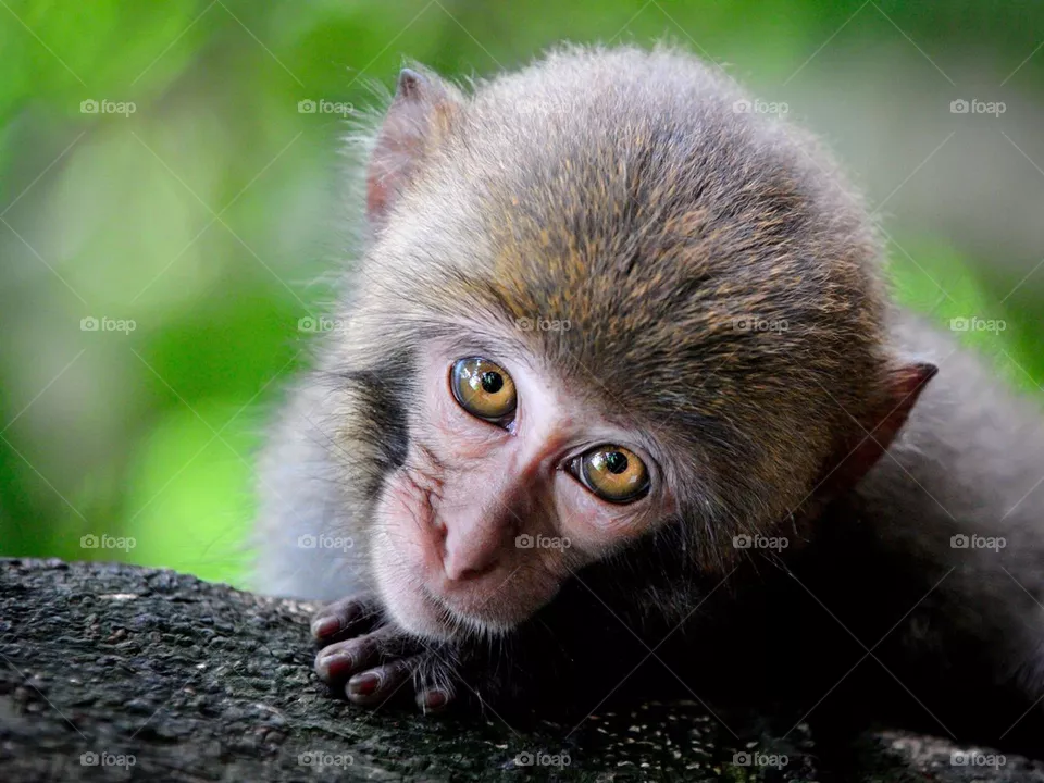 Monkey