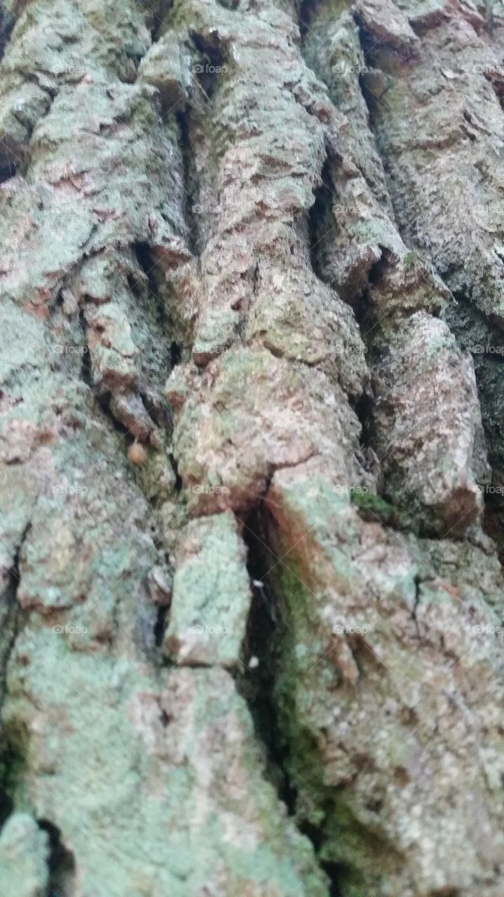 tree bark