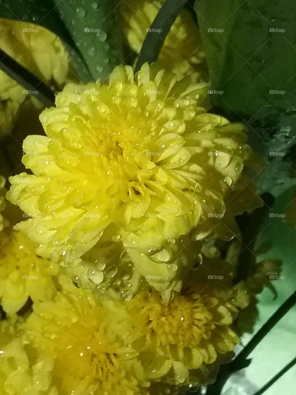 Happy fresh Afarican Marigold flower for you.