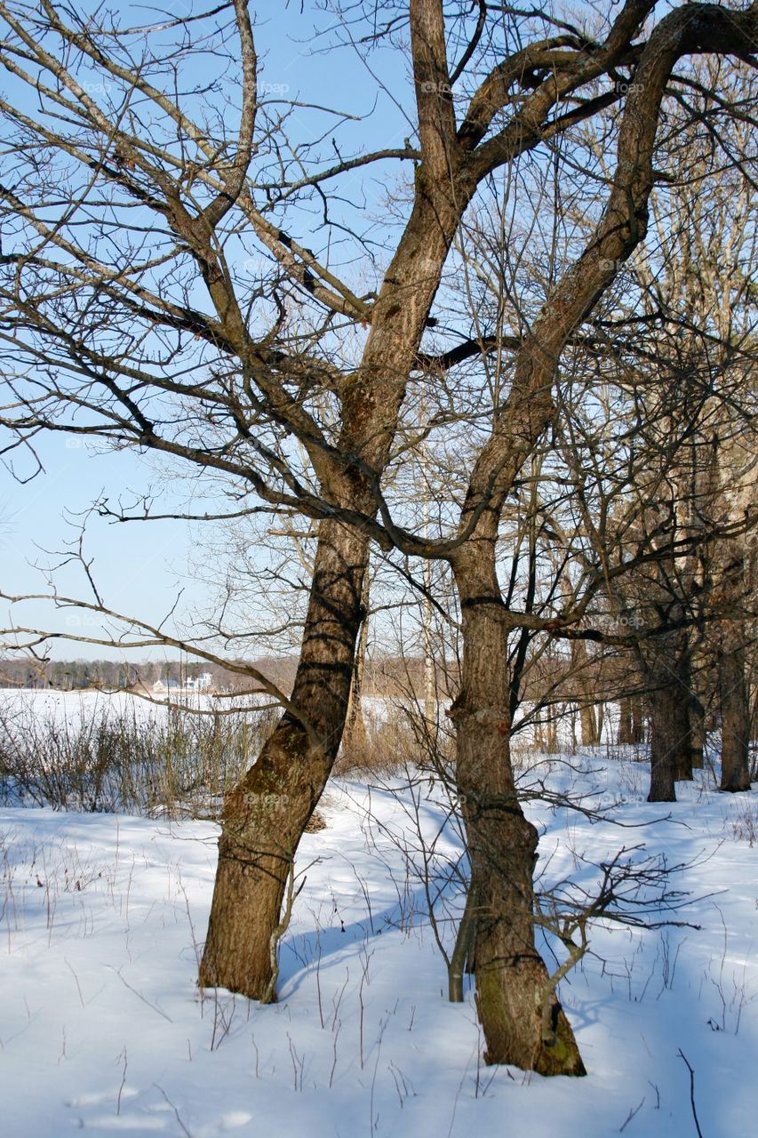 Winter trees