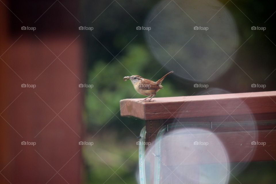 Close-up wren perching on wood