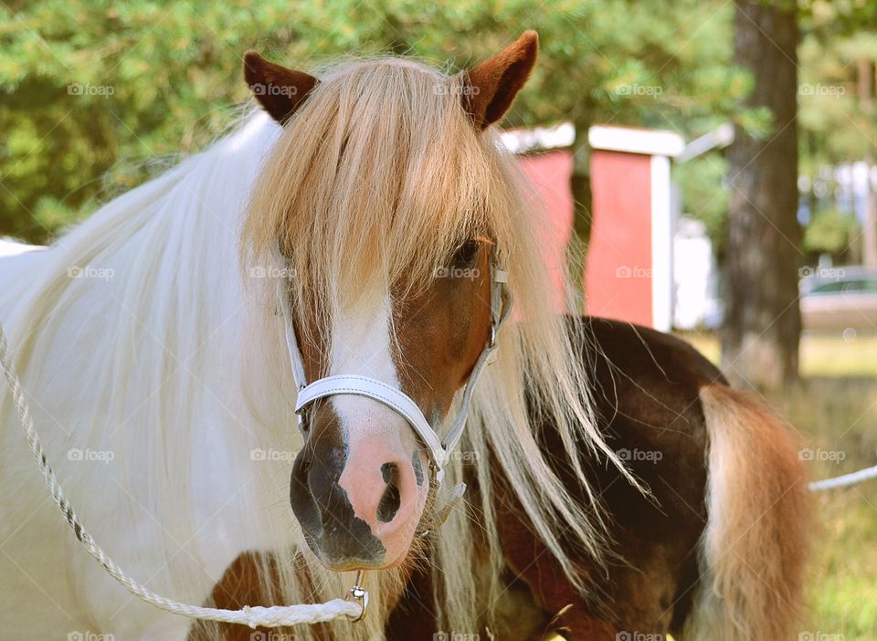 Pony. Cute pinto pony