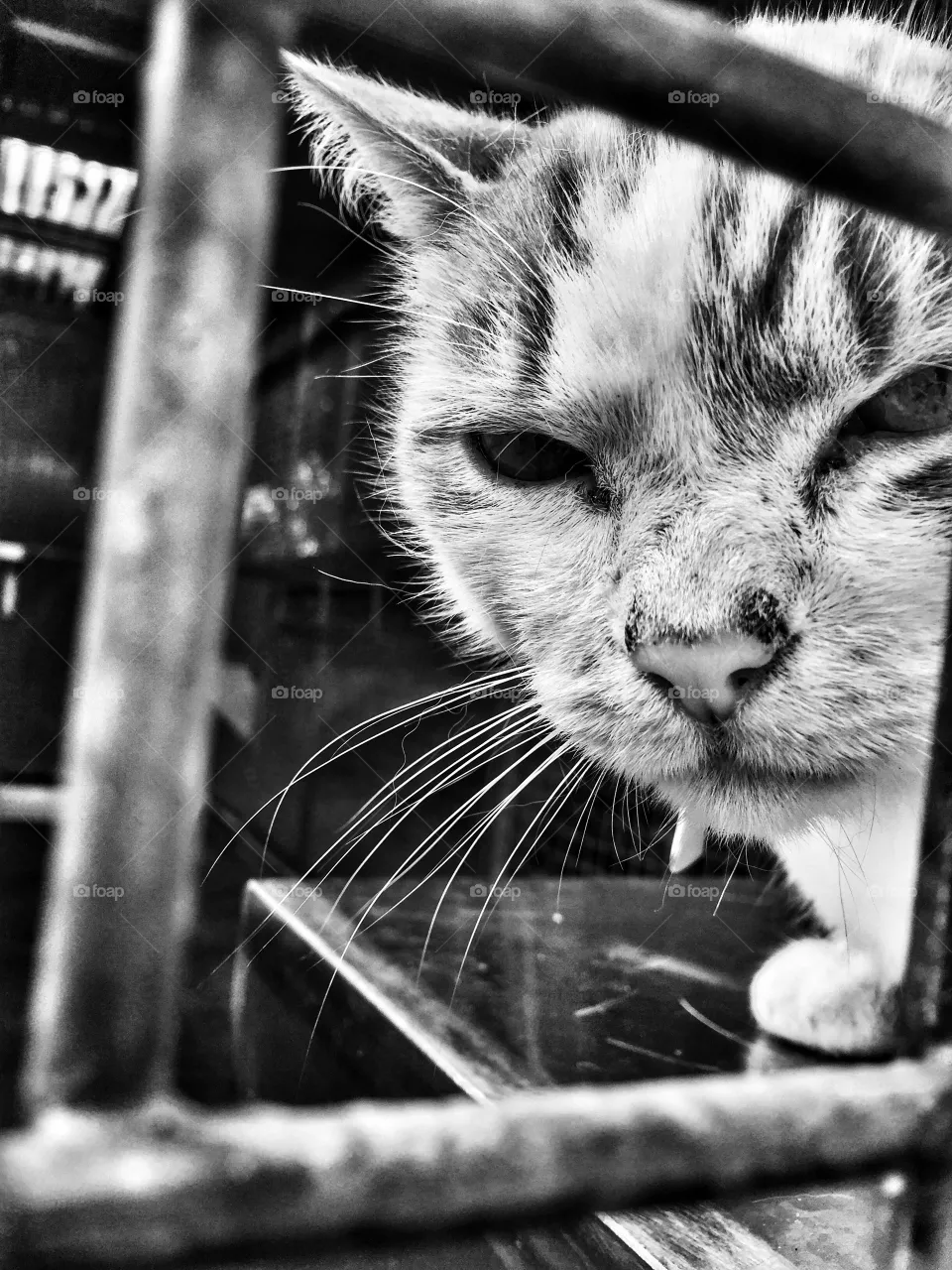 Cats