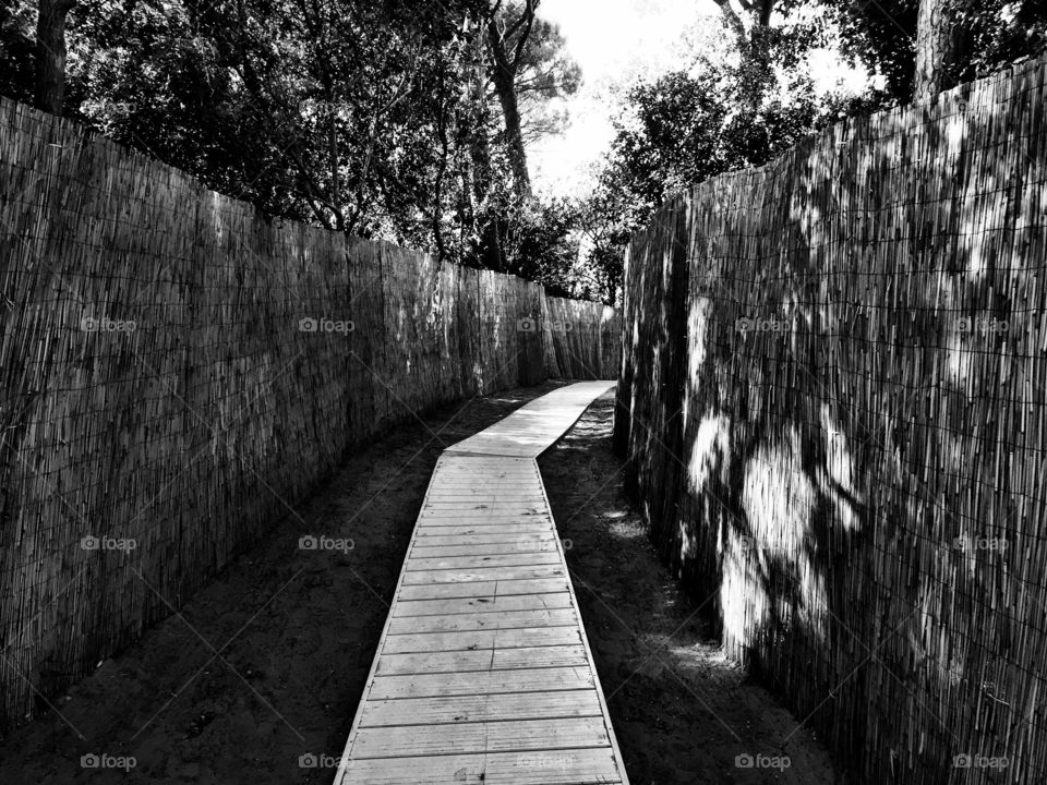 Wood, Monochrome, Guidance, Nature, No Person